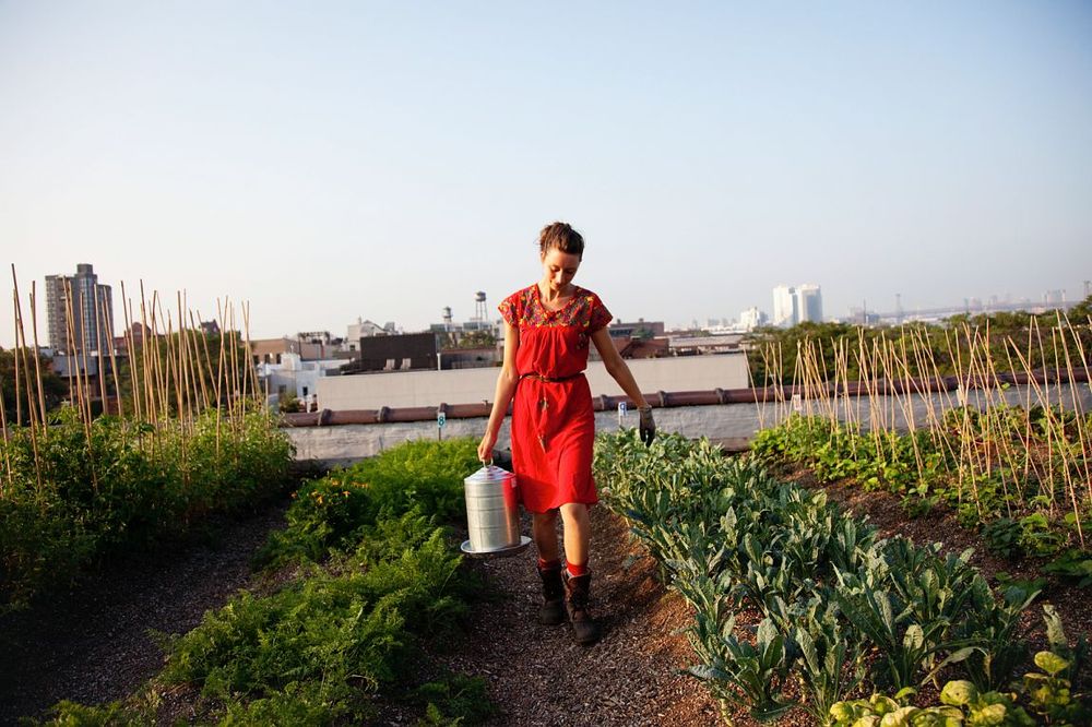 Urban Farming, het succes van steden ?